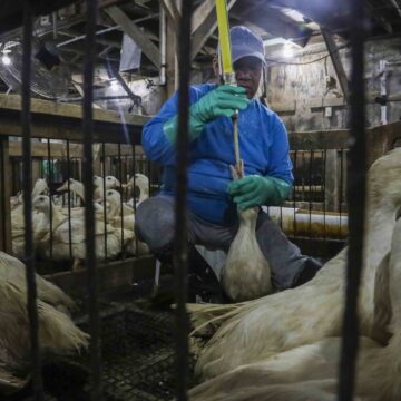 Como é feito o foie gras, alimento que foi proibido por Lula e reacendeu a tensão comercial com a França