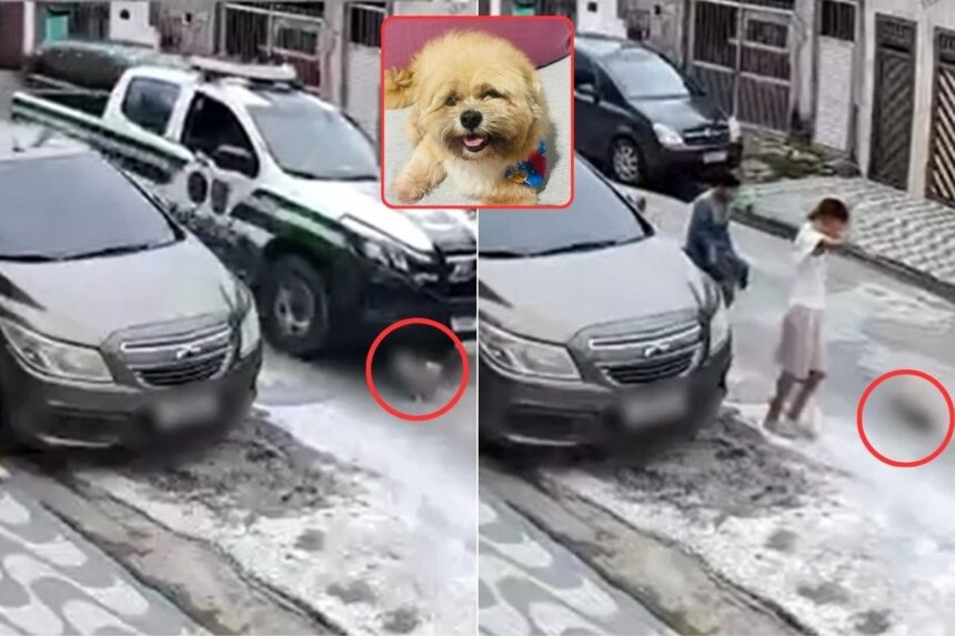 Cachorro morre após ser atropelado por viatura da GCM Ambiental; VÍDEO