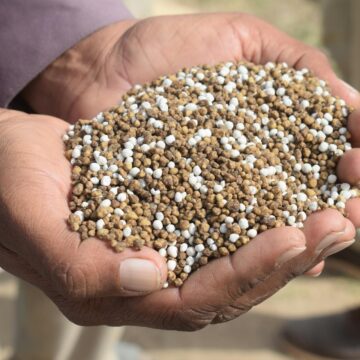 Arroz, café, trigo e mais: como a crise dos fertilizantes — em ano de El Niño — pode pressionar preços