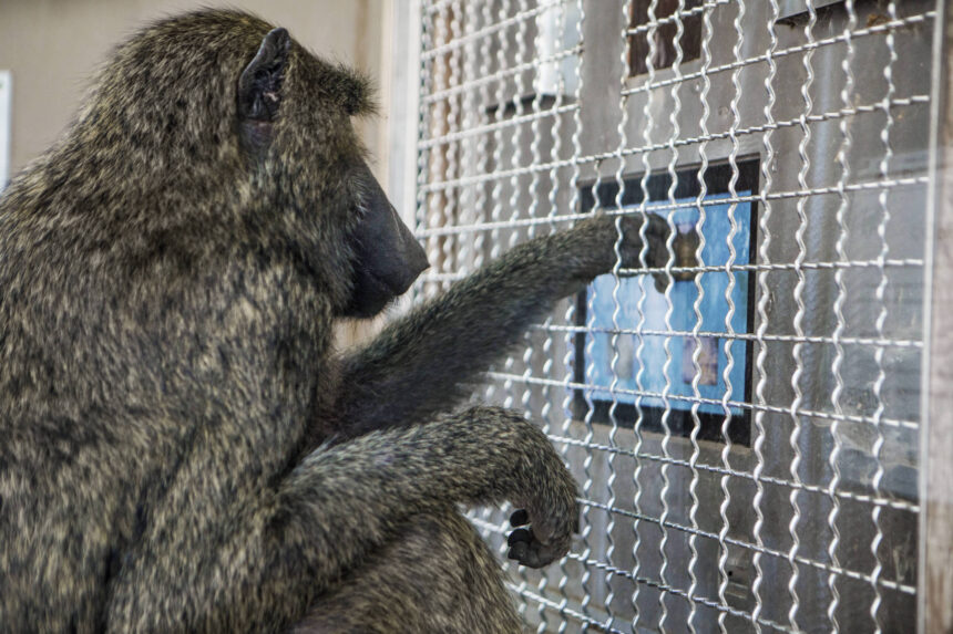 Humanos e macacos compartilham noção geometria, diz estudo – 27/07/2026 – Ciência