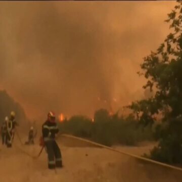 Após onda de incêndios, veja como uma raça de vaca quase esquecida ajuda a Espanha a reduzir queimadas