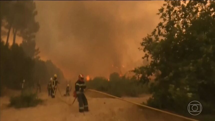 Após onda de incêndios, veja como uma raça de vaca Após onda de incêndios, veja como uma raça de vaca quase esquecida ajuda a Espanha a reduzir queimadas