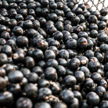 China facilita exportação de polpas e frutas congeladas brasileiras