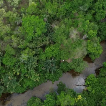 Projeto busca restaurar 600 mil hectares de vegetação nativa no Brasil