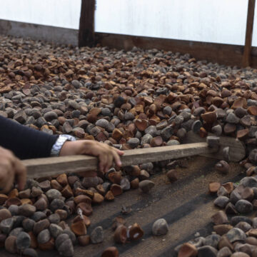 Cooperativas exportaram R$ 95 bilhões em 2025, diz OCB - Cooperativas exportaram R$ 95 bilhões em 2025, diz OCB – 31/07/2026 – Economia