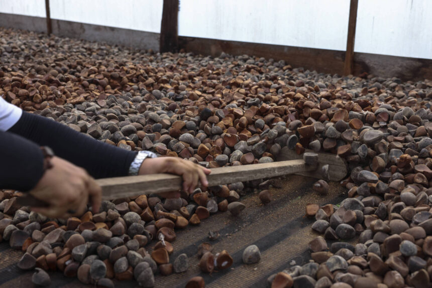 Cooperativas exportaram R$ 95 bilhões em 2025, diz OCB – 31/07/2026 – Economia