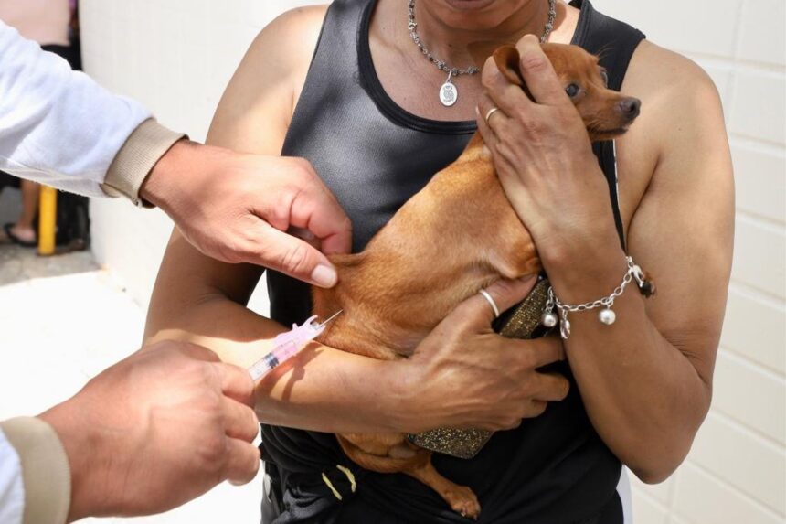 Boa Vista inicia vacinação antirrábica gratuita para cães e gatos Boa Vista inicia vacinação antirrábica gratuita para cães e gatos neste sábado; veja os locais