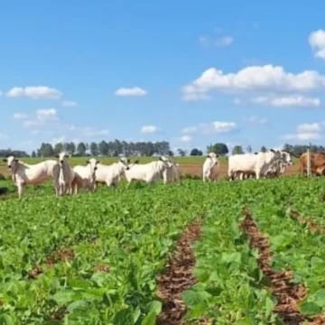 Mercado de carbono amplia procura por inventários em propriedades rurais