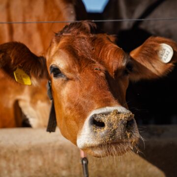 Vacas leiteiras tiram férias? Entenda por que elas passam dois Vacas leiteiras tiram férias? Entenda por que elas passam dois meses sem produzir leite