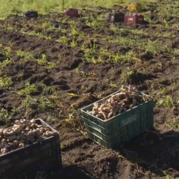 Parceria busca recuperar produção de gengibre em Tapiraí