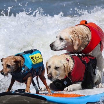 Cães disputam campeonato de surfe nos EUA; veja fotos – 03/08/2026 – Bom Pra Cachorro