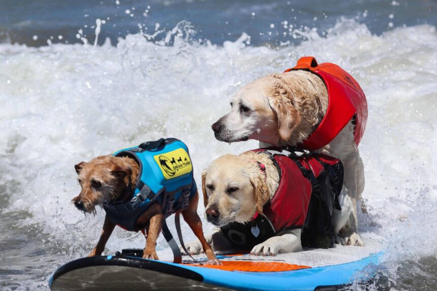 Cães disputam campeonato de surfe nos EUA; veja fotos – 03/08/2026 – Bom Pra Cachorro