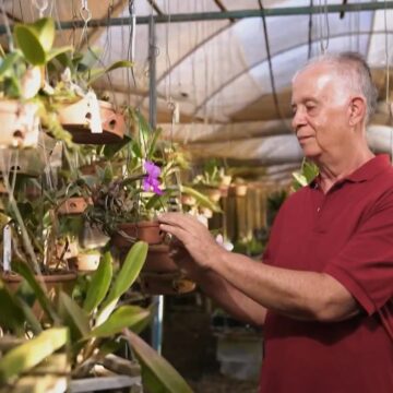 Aposentadoria inspirou criação de orquidário que deve faturar R$ 70 Aposentadoria inspirou criação de orquidário que deve faturar R$ 70 mil neste ano