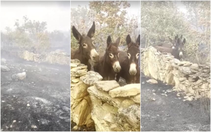 VÍDEO mostra fazendeira espanhola reencontrando burrinhos após incêndio devastador VÍDEO mostra fazendeira espanhola reencontrando burrinhos após incêndio devastador