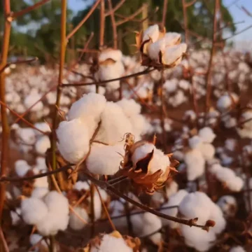 Colheita de algodão está atrasada em Mato Grosso