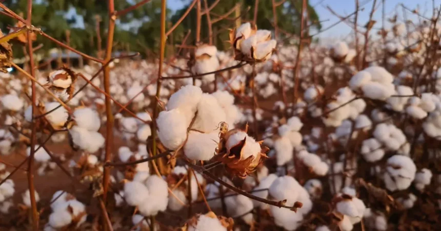 Colheita de algodão está atrasada em Mato Grosso