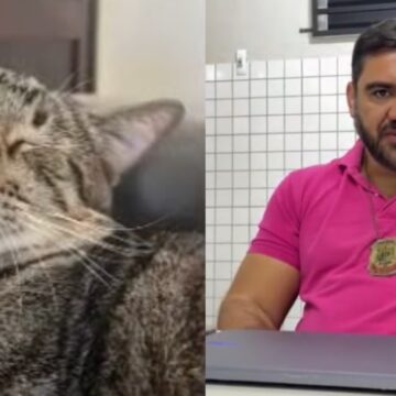 Suspeita de envenenamento de gatos preocupa moradores de condomínio no Piauí; seis animais morreram