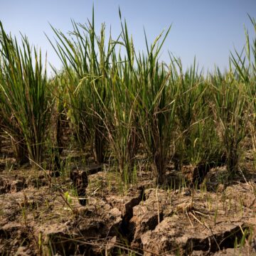 El Niño forte pode levar mais 49 milhões de pessoas à fome aguda, diz agência da ONU
