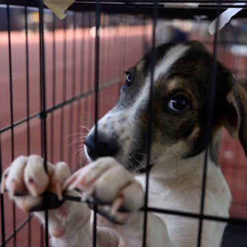 Incêndio perto de Atenas mobiliza resgate de centenas de animais