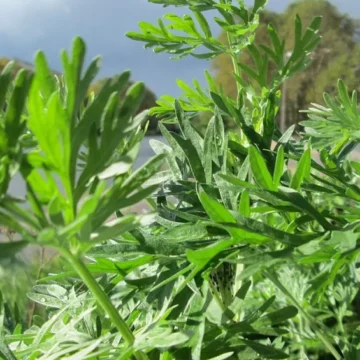 Chá de absinto traz algum benefício? Veja o que a ciência diz sobre a infusão