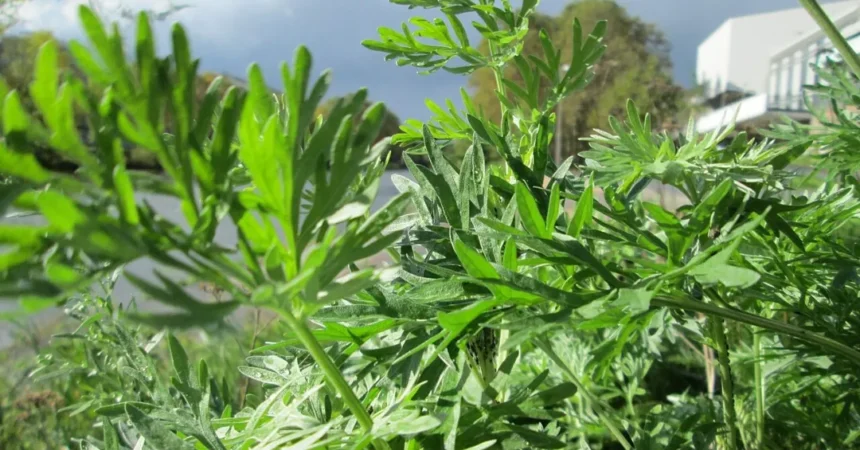 Chá de absinto traz algum benefício? Veja o que a ciência diz sobre a infusão
