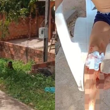 Macaco invade casa e morde criança em Monte Alegre, no oeste do Pará