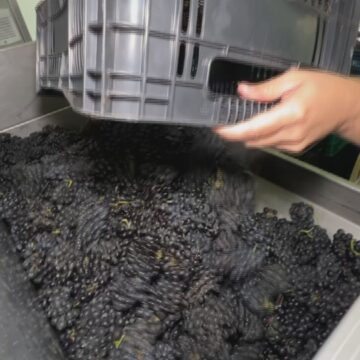 Parceria com escola italiana busca aprimorar produção de vinhos em Jundiaí