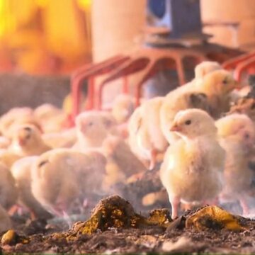 Depois do foie gras, quais práticas de criação e abate Depois do foie gras, quais práticas de criação e abate de animais podem ser proibidas?