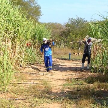 Governo concede subsídio a produtores de cana do Nordeste afetados pelo tarifaço