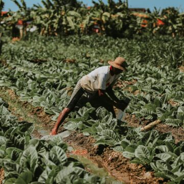 Crise no campo: pedidos de recuperação judicial saltam entre produtores rurais