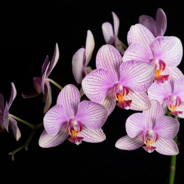 Veja como salvar uma orquídea com folhas e raízes secas ou murchas