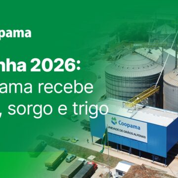 Safrinha 2026: Coopama recebe milho, sorgo e trigo Safrinha 2026: Coopama recebe milho, sorgo e trigo