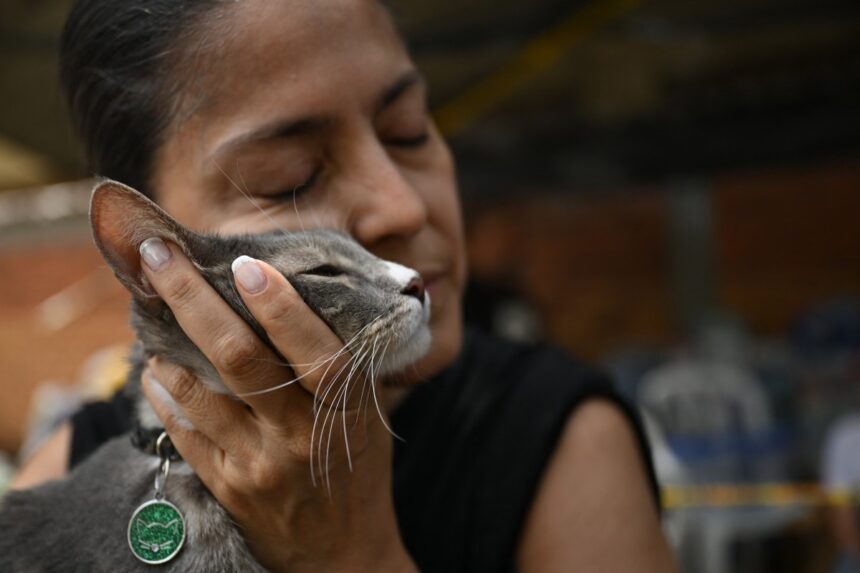 Sobreviventes reencontram animais de estimação após terremoto na Colômbia Sobreviventes reencontram animais de estimação após terremoto na Colômbia