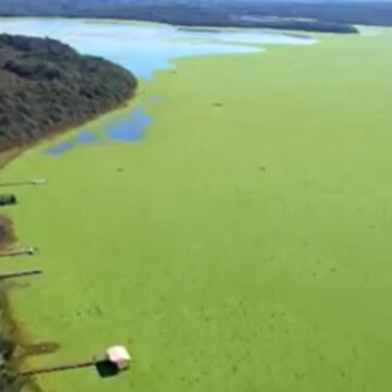 'Alfaces d'água' cobrem represa, derrubam movimento no comércio e preocupam moradores em MS