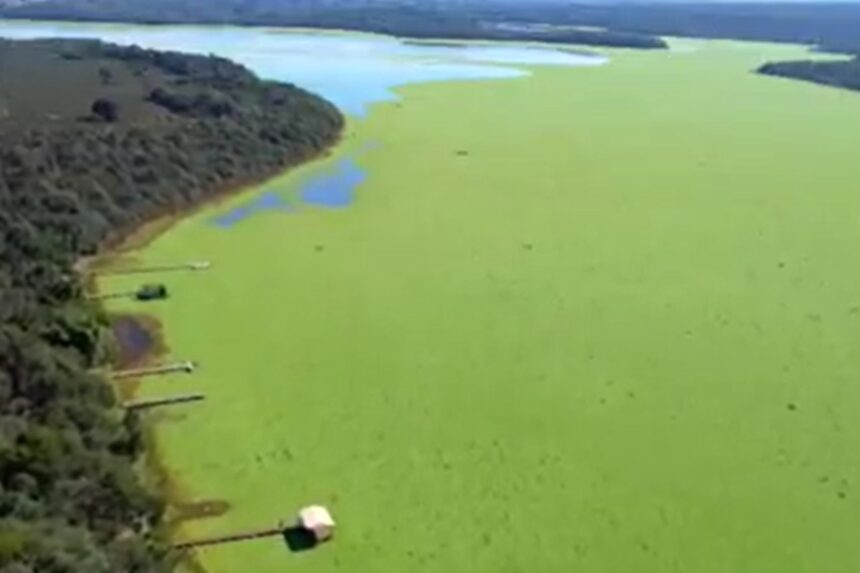 'Alfaces d'água' cobrem represa, derrubam movimento no comércio e preocupam moradores em MS