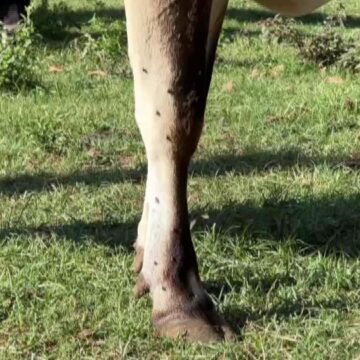 Mosca-de-estábulo avança no inverno e causa prejuízo a pecuaristas no Mosca-de-estábulo avança no inverno e causa prejuízo a pecuaristas no interior de SP