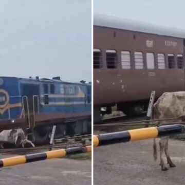 É FATO: Vaca se levanta após ser atingida por trem na Índia; assista ao VÍDEO