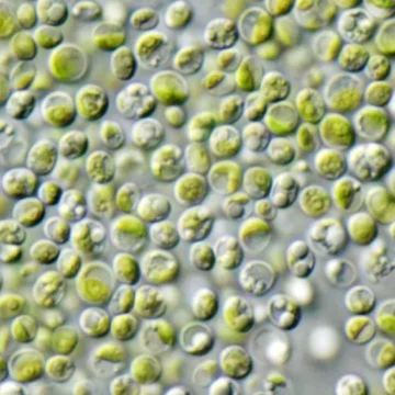 Chlorella: o que a ciência diz sobre a “superalga” que promete bombar sua saúde