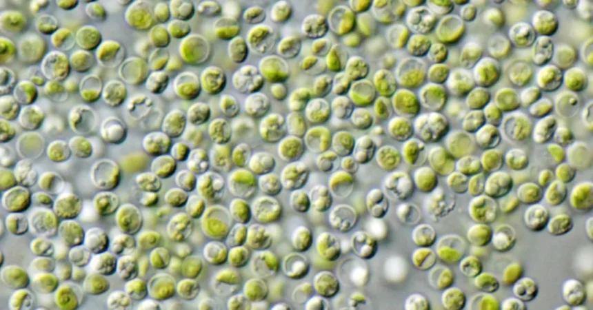 Chlorella: o que a ciência diz sobre a “superalga” que promete bombar sua saúde