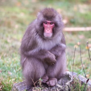 Macaco foge de zoológico na Escócia e volta sozinho no dia seguinte