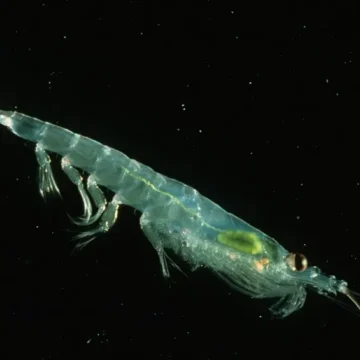 Óleo de krill: conheça o suplemento extraído desses pequenos crustáceos