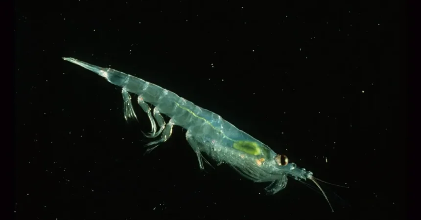 Óleo de krill: conheça o suplemento extraído desses pequenos crustáceos