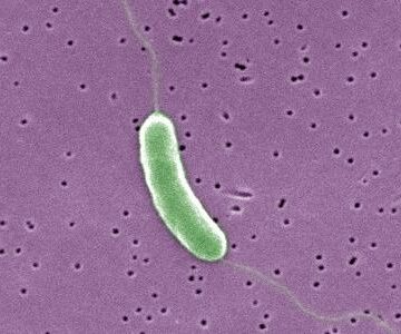 Aquecimento dos oceanos favorece bactéria “comedora de carne” nos EUA