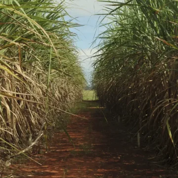 Safra de cana-de-açúcar deve crescer 4,7% em relação ao ano de 2025