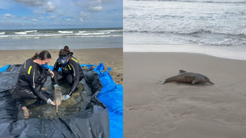 Ameaçado de extinção: SC registra mais de 40 mortes do Ameaçado de extinção: SC registra mais de 40 mortes do menor golfinho do Brasil em 2026