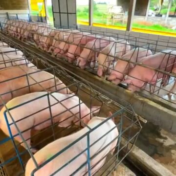 Preço do suíno cai para o 3º menor patamar da história em SP: 'sobreoferta e baixa demanda', analisa USP