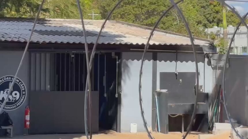 Morre veterinária atacada por pastor-belga do Senado em Brasília