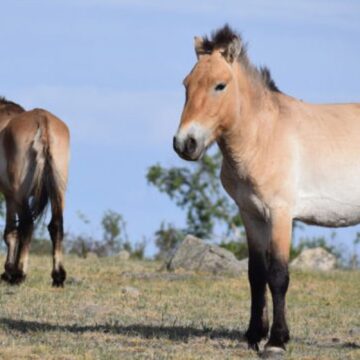 Takhi, o cavalo selvagem que virou símbolo de restauração na Mongólia