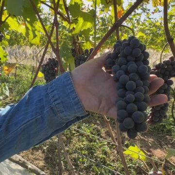 Variedade de uva italiana começa a ser produzida em São Roque