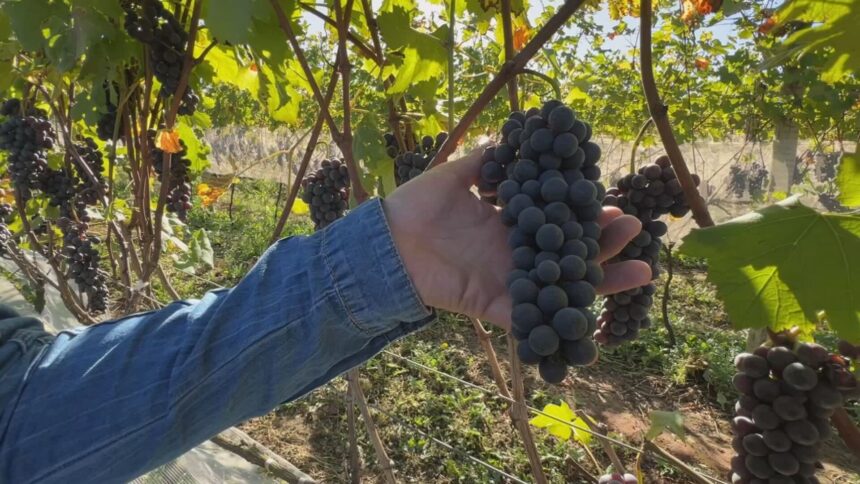 Variedade de uva italiana começa a ser produzida em São Roque